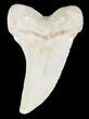 Mako Shark Tooth Fossil - Sharktooth Hill, CA #46778-1